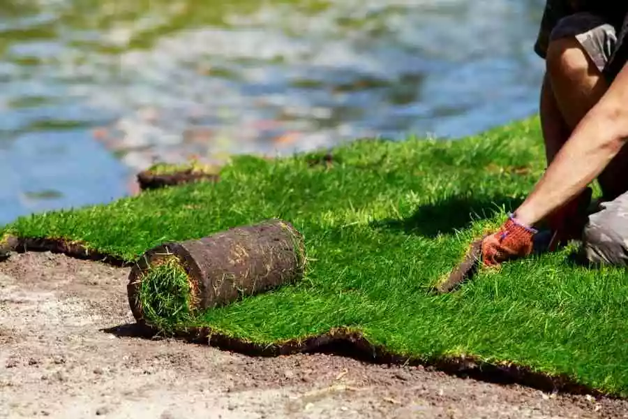 Consider these Factors before choosing Tall Fescue Sod in Atlanta