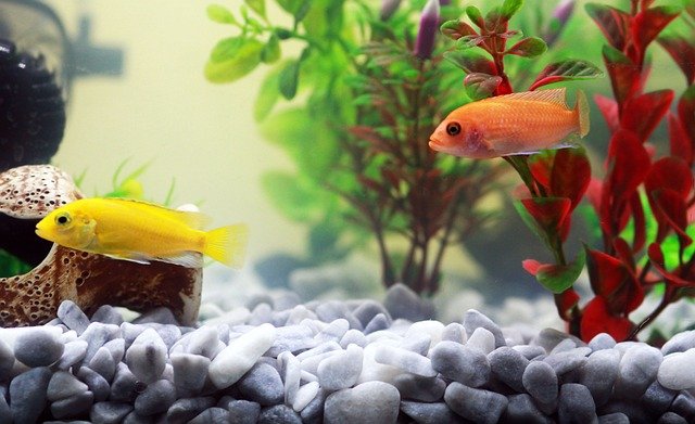 Best Aquarium Fish for Beginners | Aquarium Desire