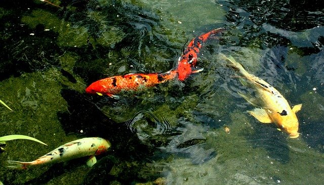 Benefits of Installing a 20 Gallon Fish Tank