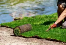 Tall Fescue Sod in Atlanta 