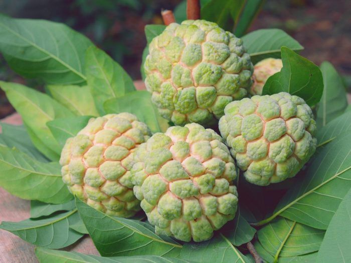 Custard Apples Can Be Enjoyed By Men For Their Health Benefits